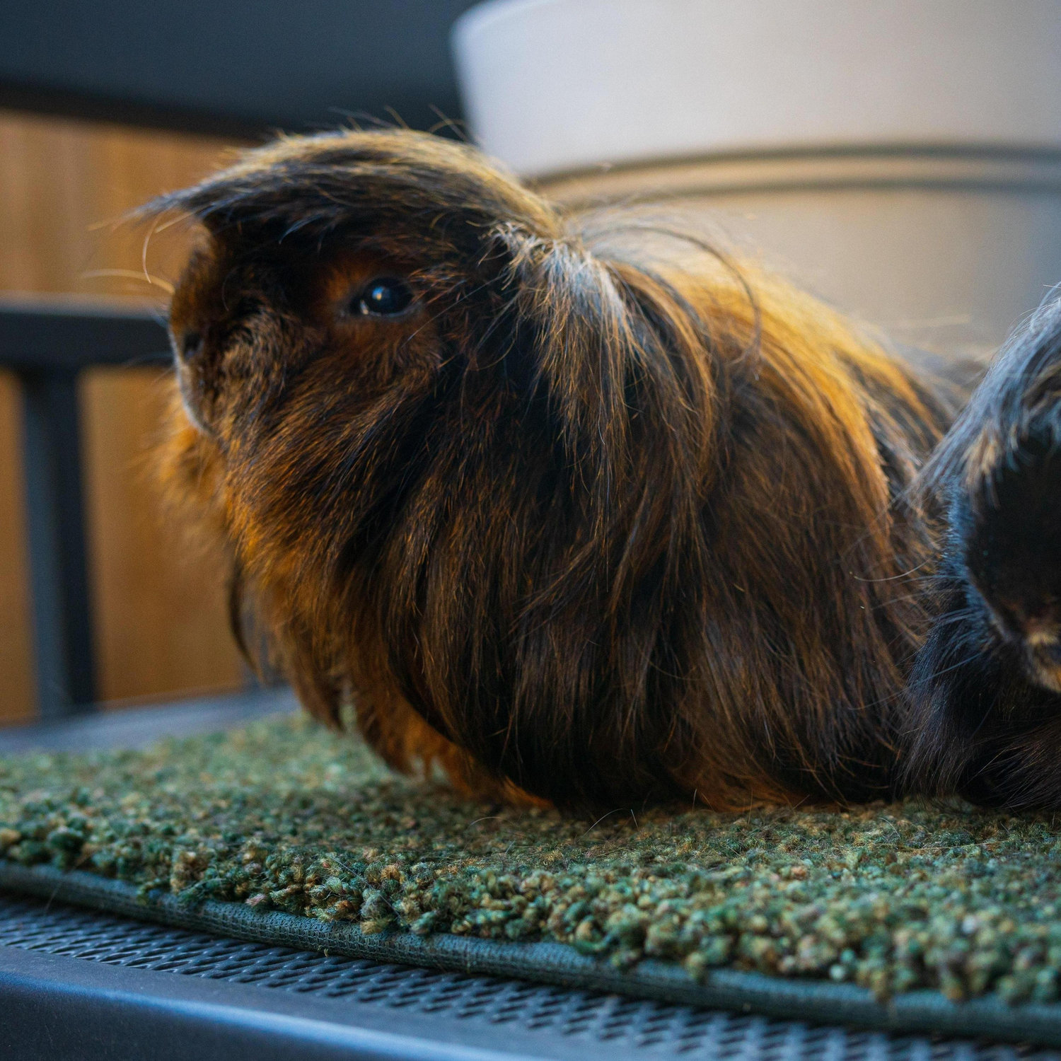 Meet PP, our first Guinea Pig!