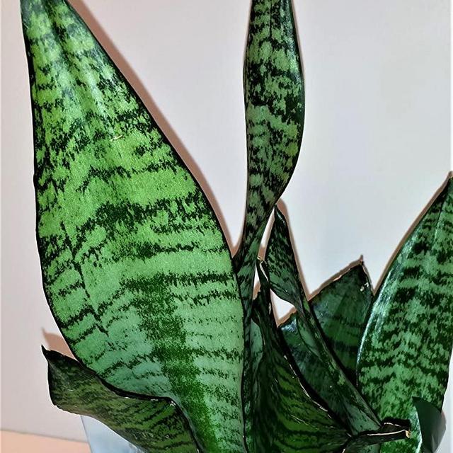 Hirt's Superba Robusta Snake Plant - Sanseveria - Impossible to kill! - 4" Pot