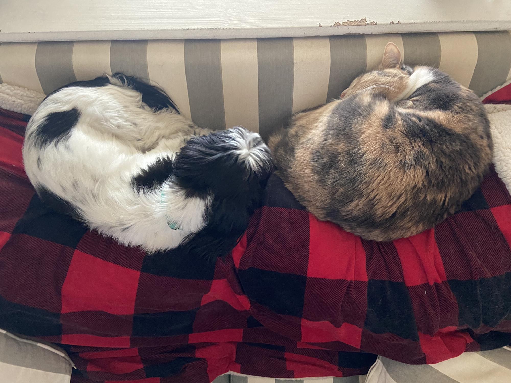 Our two fur babies getting cozy, this does not happen often, but we love when it does!