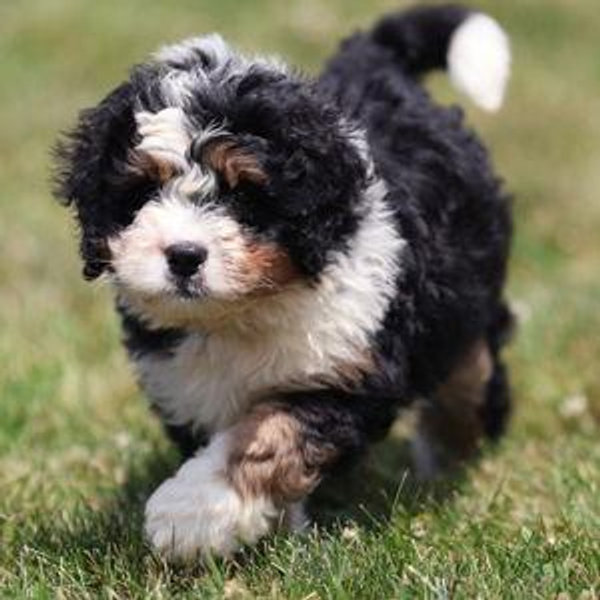 Our Puppy Fund
