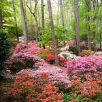 Callaway Gardens