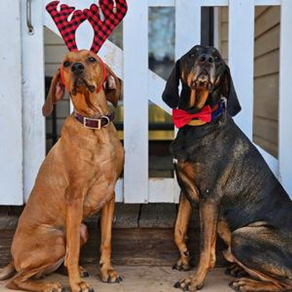 The Hound Fund