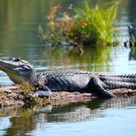 Everglades National Park
