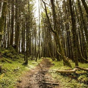 The Nature Conservancy