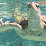 Snorkeling in Playa del Carmen