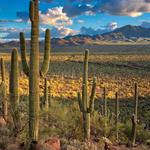 Saguaro National Park
