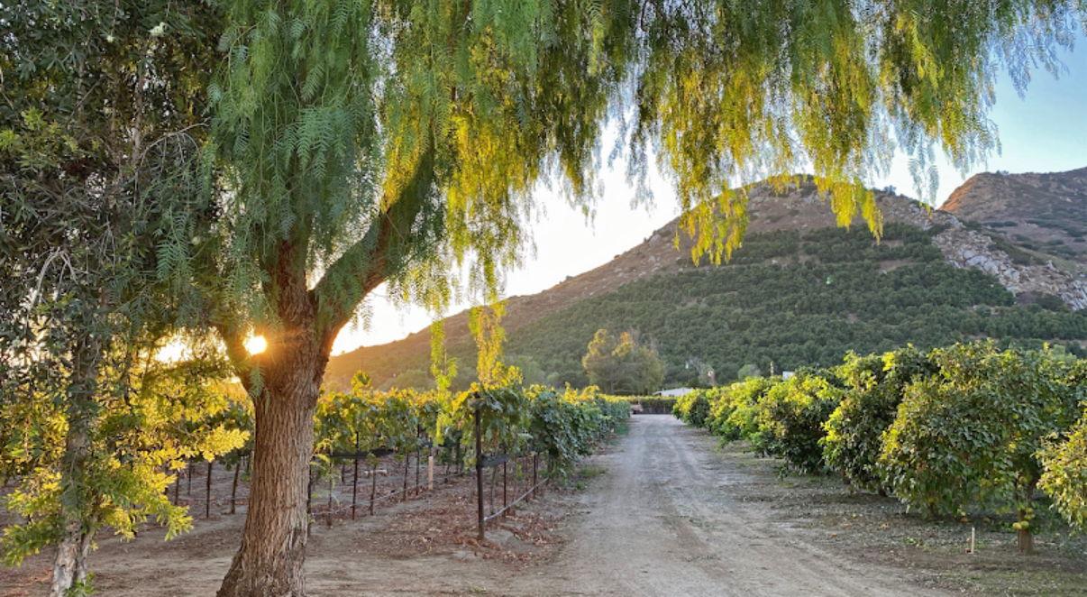 The Wedding Website of Lizeth Rodriguez and David Solorzano