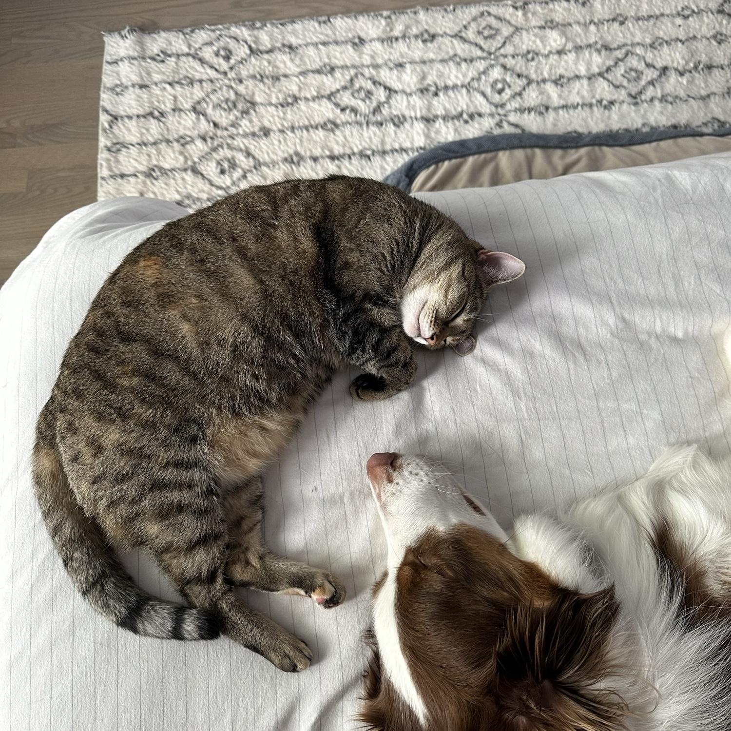 Snuggly pets
