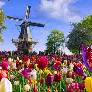 Tulip Field Tour in Amsterdam
