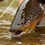 Fly Fishing