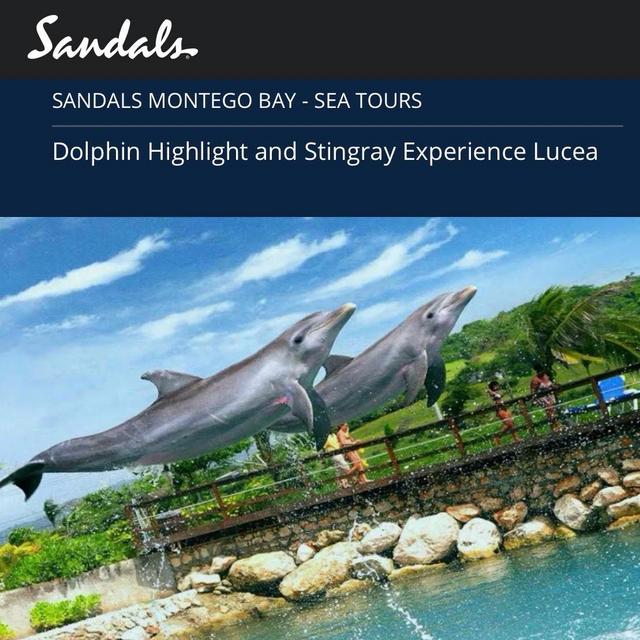 Dolphin & Stingray Experience