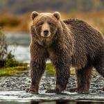 Montana Grizzly Encounter