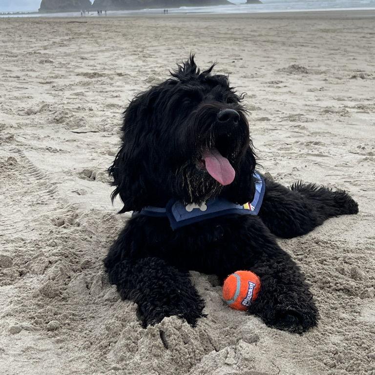Our doodle dog, Oslo