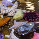 Santa Barbara Museum of Natural History Sea Center