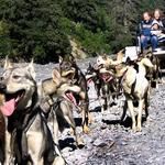 IdidaRide Sled Dog Tours