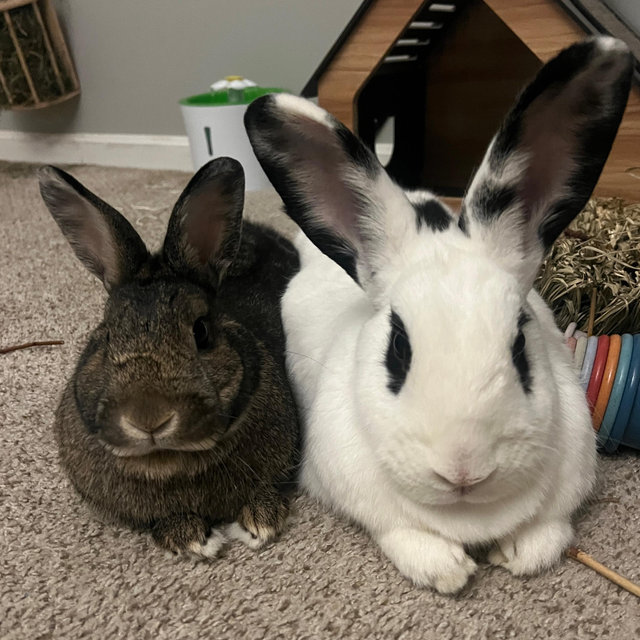 The Bun Fund <3