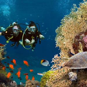 Honeymoon Scuba Diving Excursion