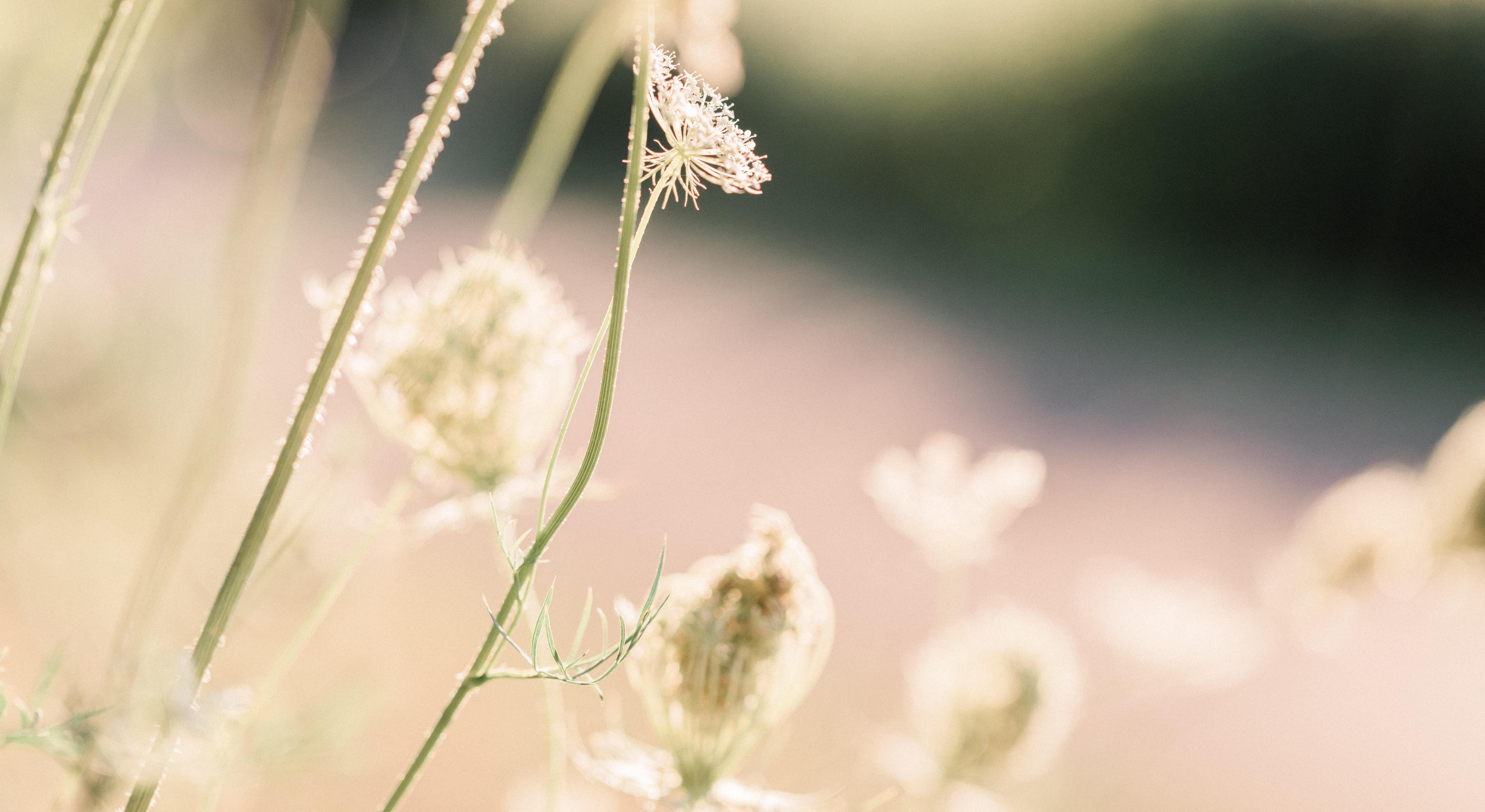 Footer image