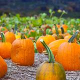 McCall's Pumpkin Patch