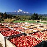 Hood River Fruit Loop