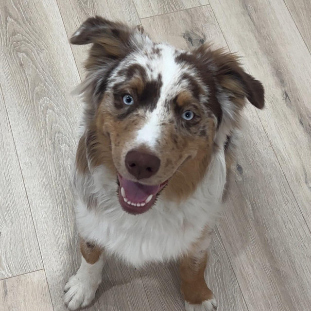 BarkBox