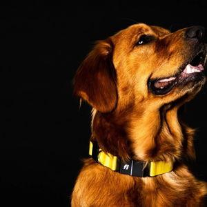 Fi Smart Dog Collar + 6 Months of Membership
