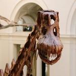 The Field Museum of Natural History