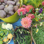 Arcata | Bayside Farm