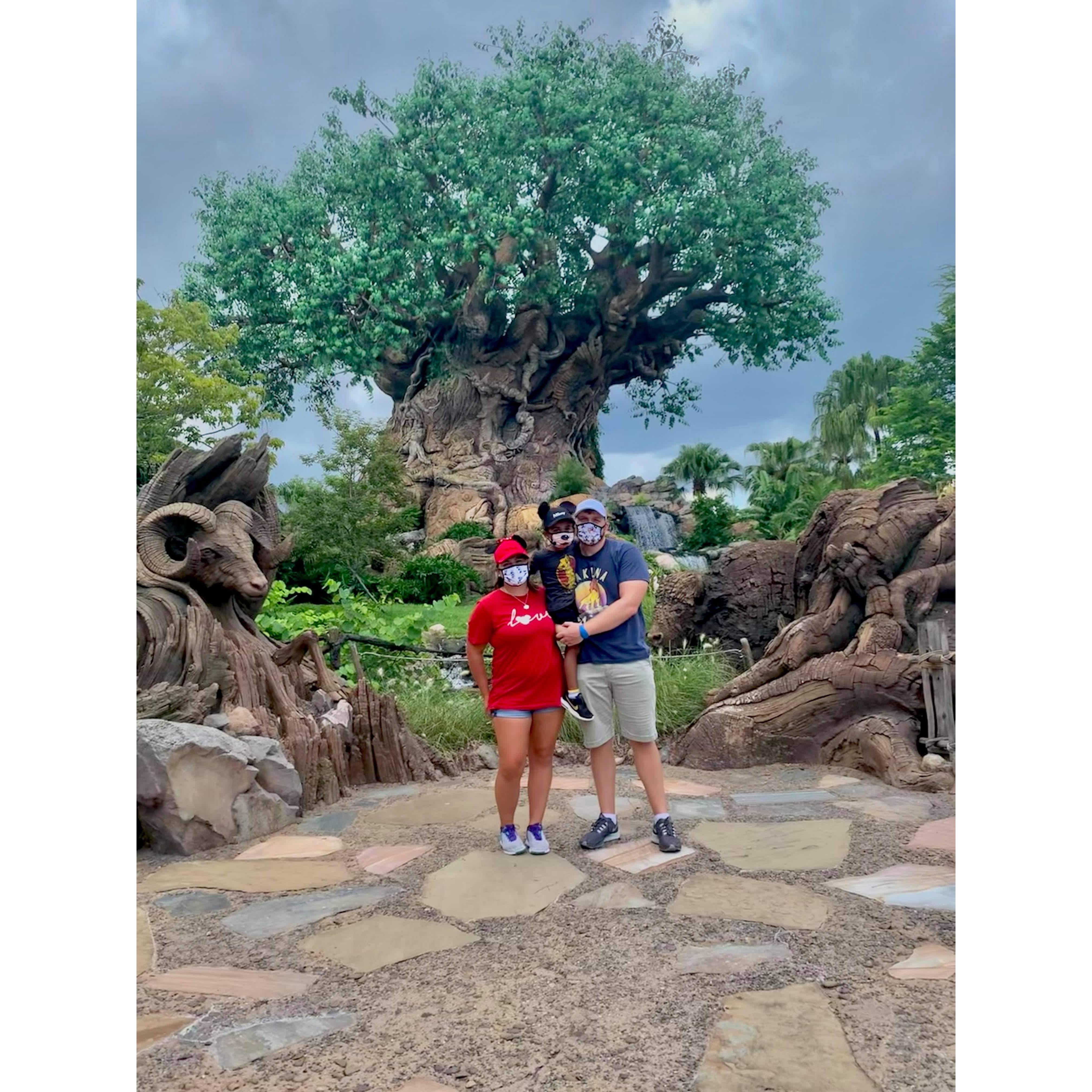 The tree of life at animal kingdom!