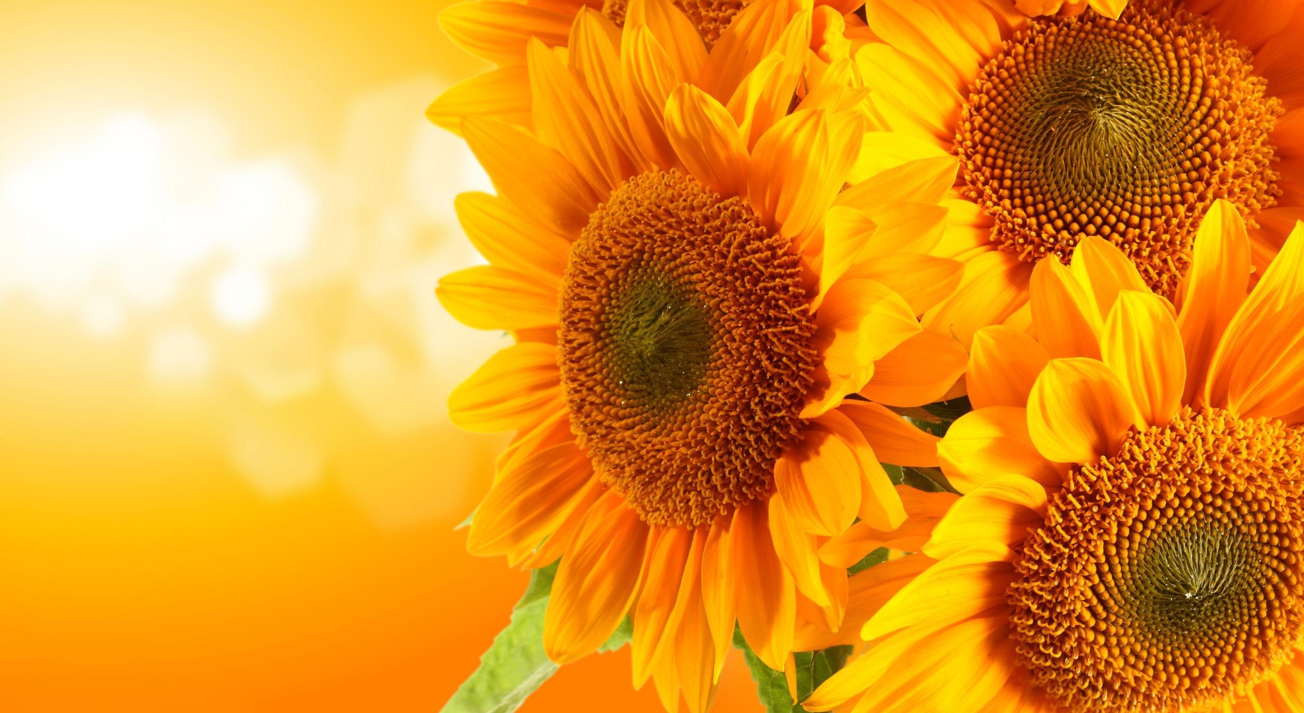 Footer image
