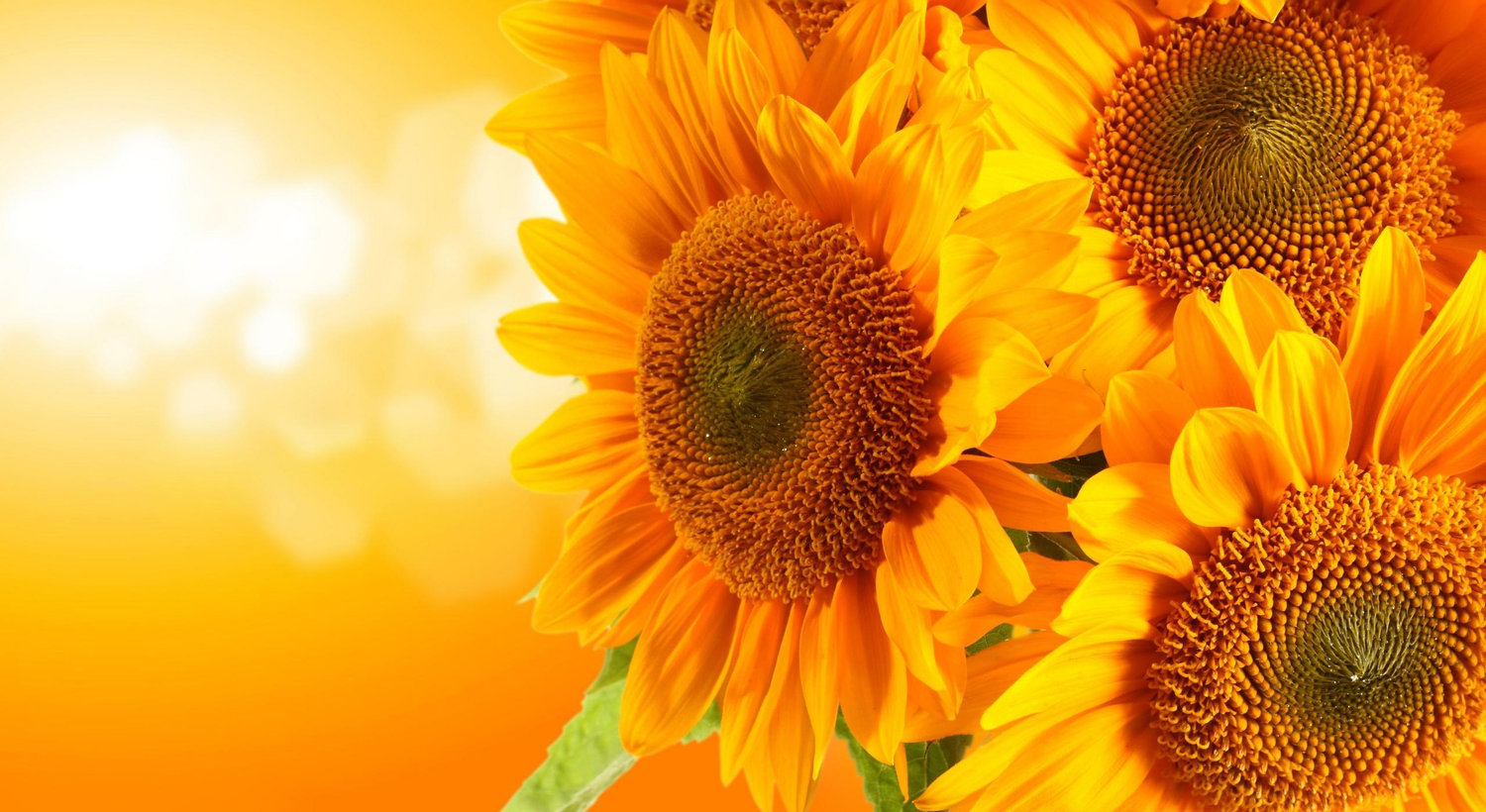 Footer image