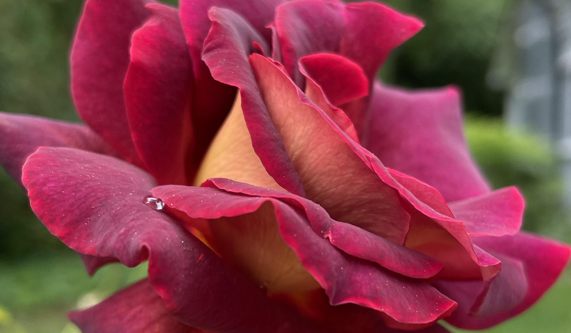 The Wedding Website of Lily Hersh and Ryan Hersh