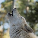Colorado Wolf and Wildlife Center