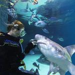 Florida Keys Aquarium Encounters