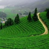 Grand Sultan Tea Resort & Golf- Sylhet