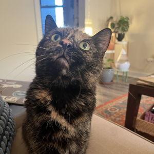 Babka's Tax Debt