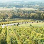 Bluemont Vineyard
