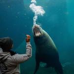 Alaska SeaLife Center (Activity)