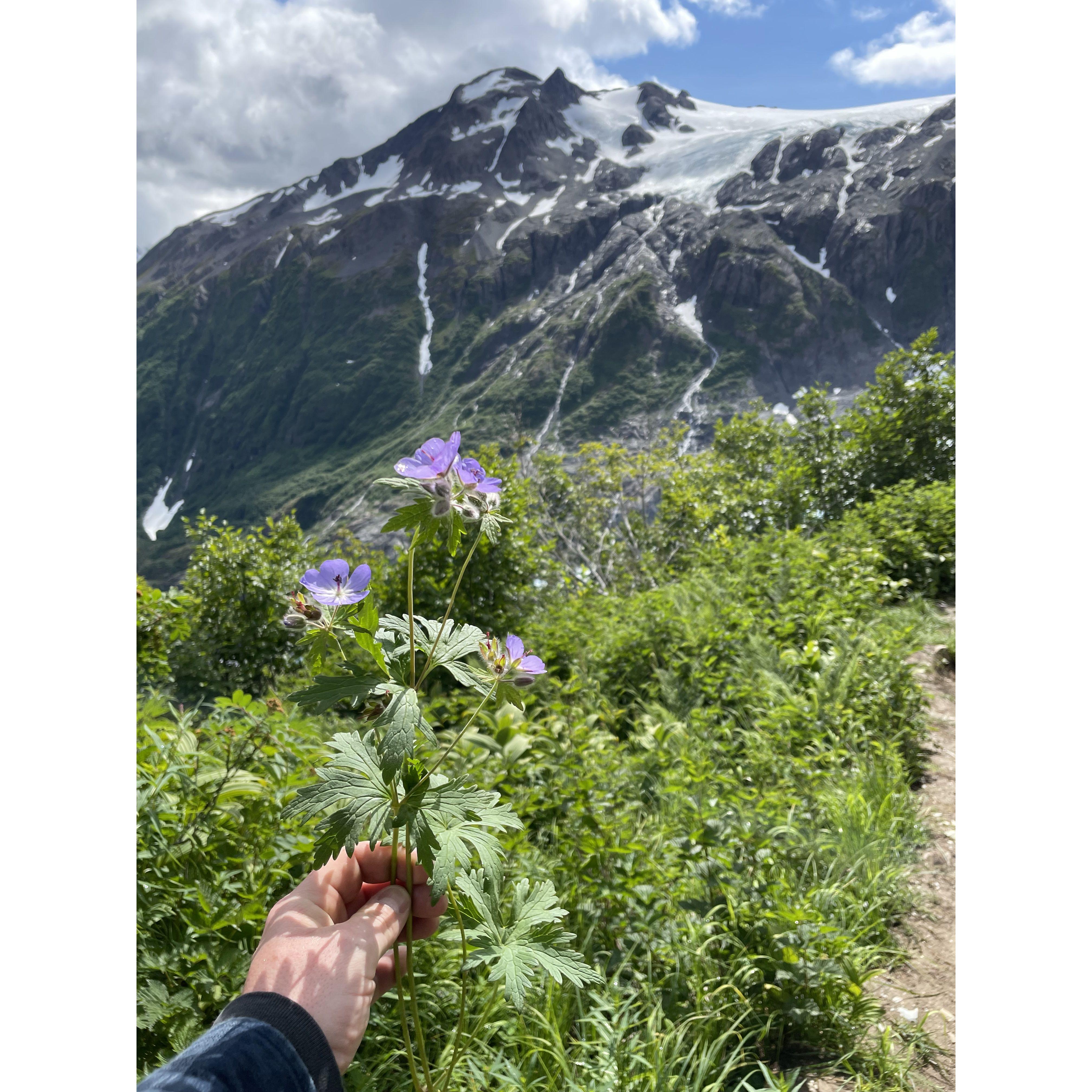 Brought me back Alaska's wildflowers