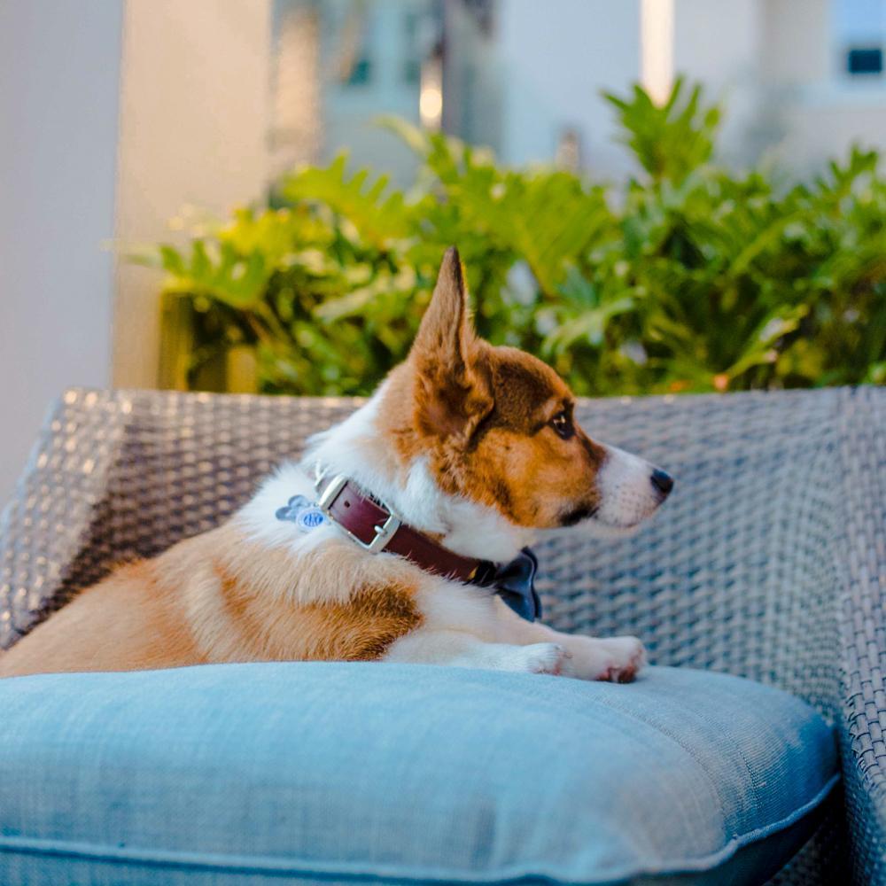 just a picture of our dog, since he inherited our good genes ( and some other less appealing genes like, inability to read the room)