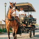 Historic Charleston Carriage Tour