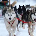 Dog Sled Rides