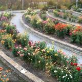 The Dahlia Hill