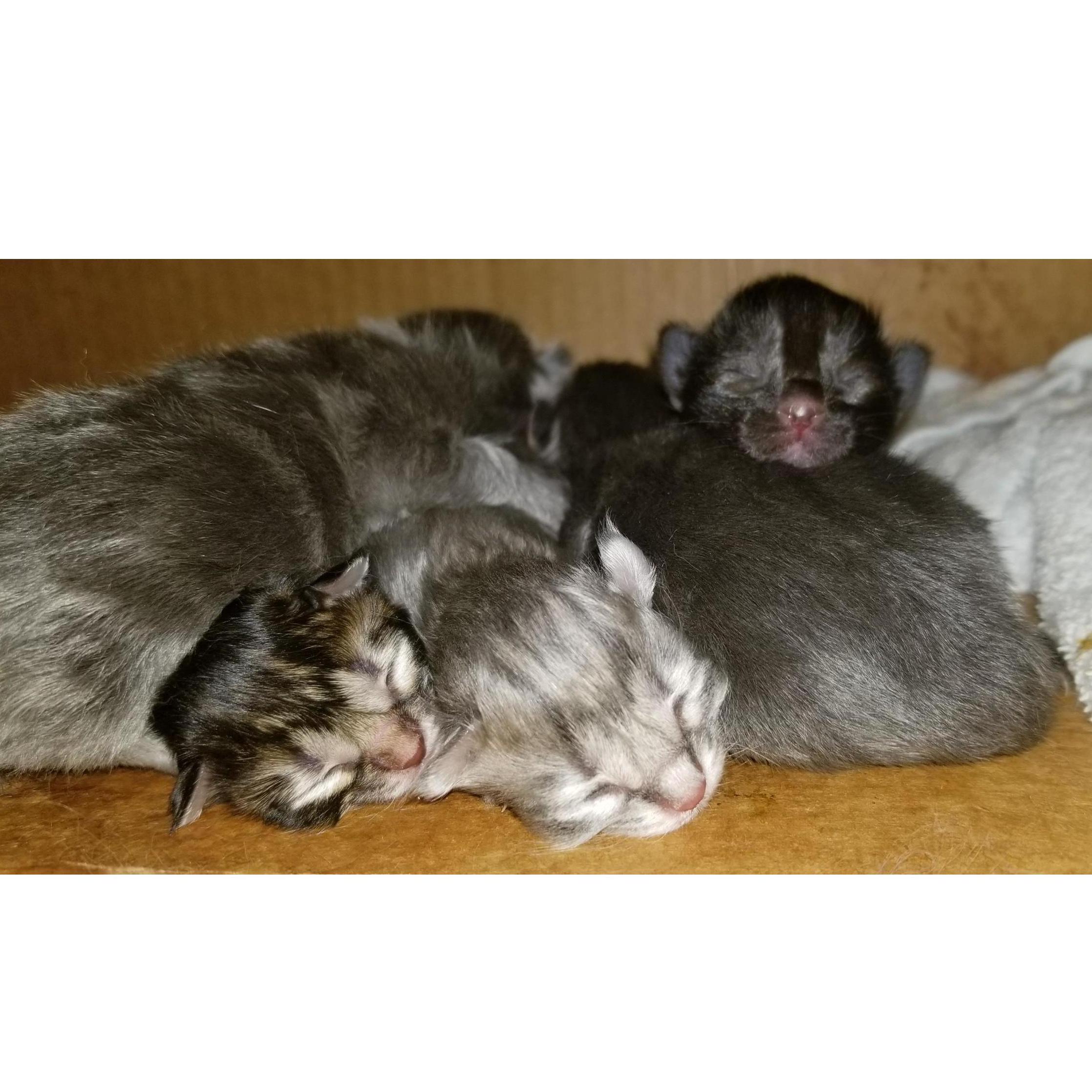 Jade had kittens!