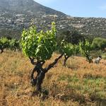 Bichi Winery