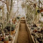 Moorten Botanical Garden