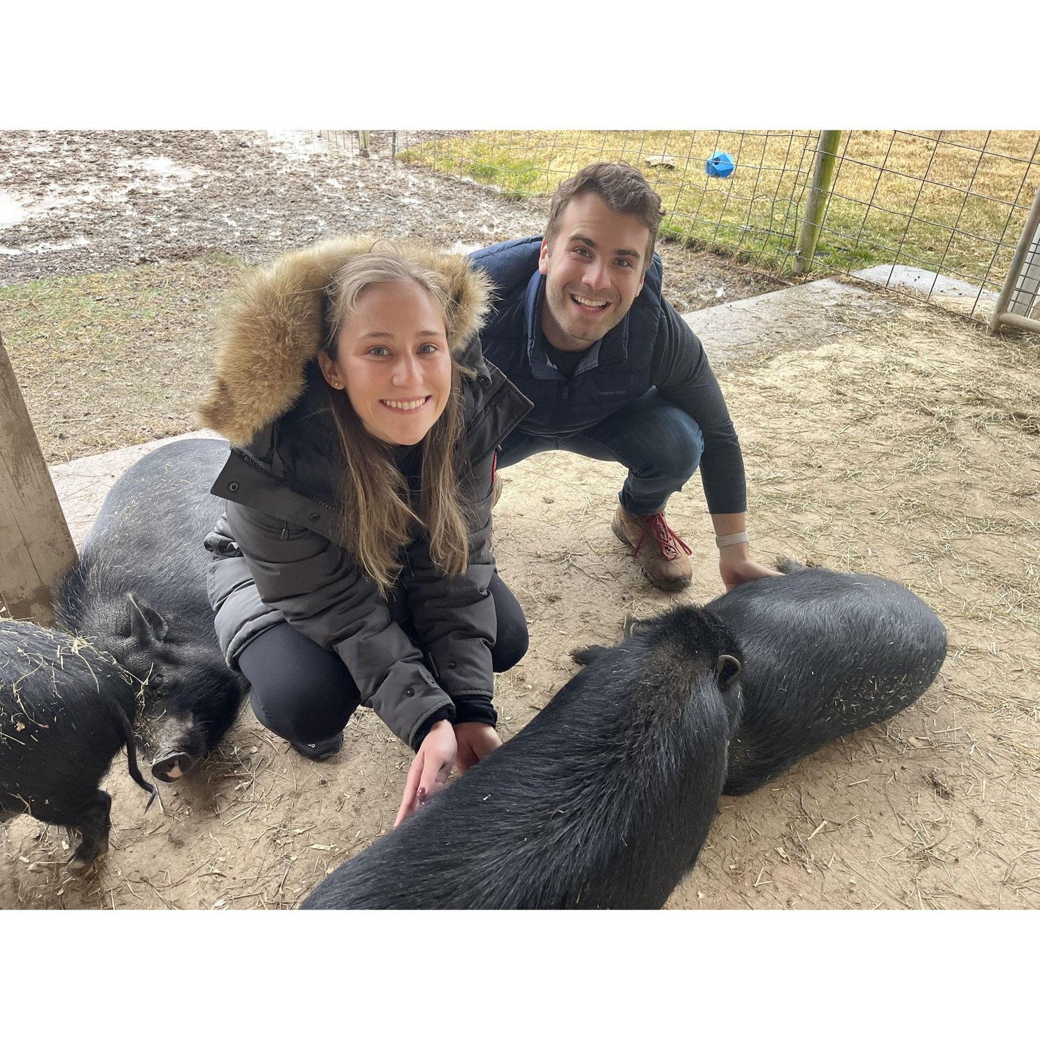 Meeting some pigs in upstate New York