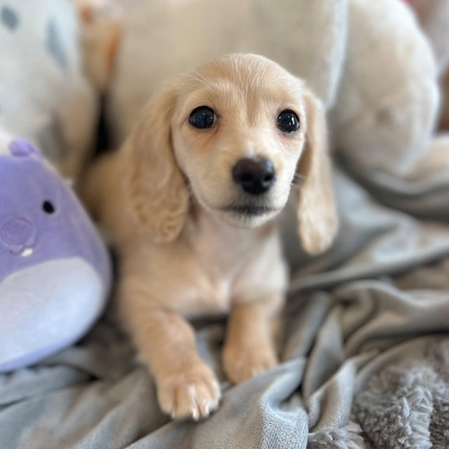 Our First Puppy