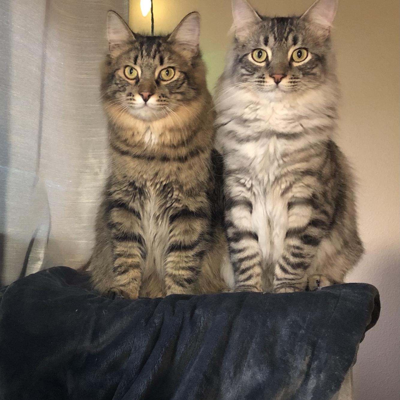 Peter and Simon!