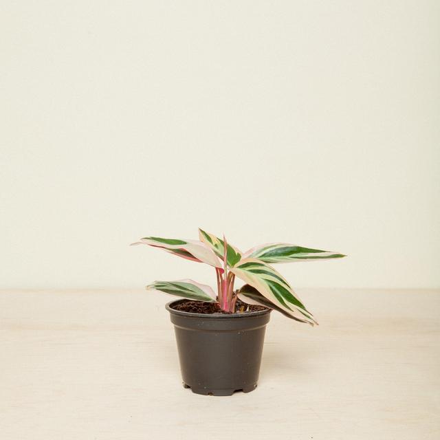 Stromanthe Triostar